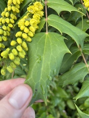 Berberis × hortensis