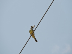 Tyrannus melancholicus