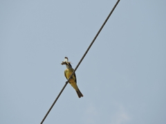 Tyrannus melancholicus