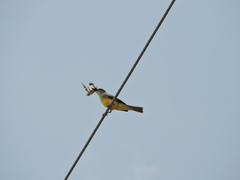 Tyrannus melancholicus