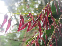 Stelis megachlamys