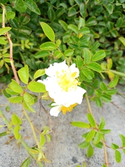 Rosa lucieae