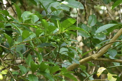Solanum pseudoquina