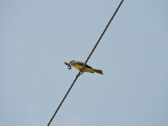 Tyrannus melancholicus