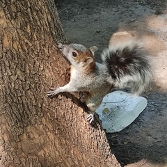Sciurus aureogaster
