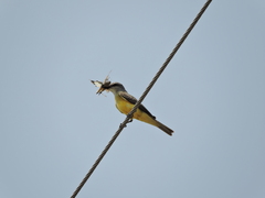 Tyrannus melancholicus