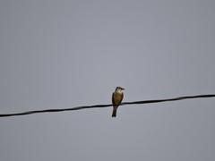 Tyrannus melancholicus