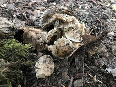 Coprinellus bipellis