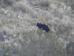 Ursus americanus eremicus