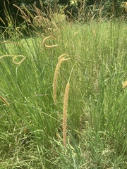 Setaria sphacelata
