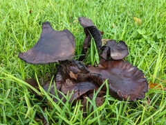 Lyophyllaceae