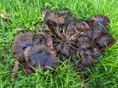 Lyophyllaceae