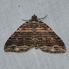 Anticlea multiferata