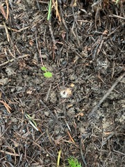 Hydnotrya variiformis