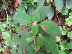 Kohleria