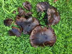 Lyophyllaceae