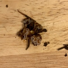 Hydnotrya variiformis