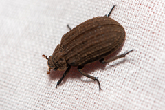 Trogidae