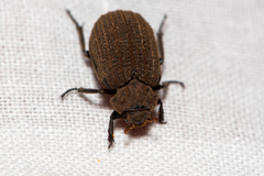 Trogidae
