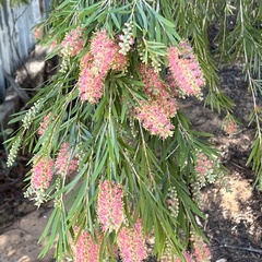 Melaleuca paludicola