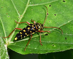 Placosternus erythropus