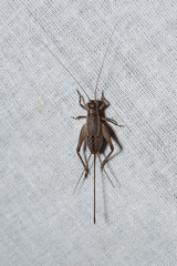Eurepa marginipennis