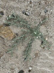 Johnstonella angustifolia