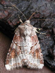 Trichordestra legitima