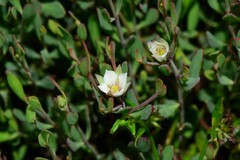 Boronia parviflora