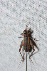 Eurepa marginipennis