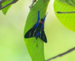 Rhetus arcius