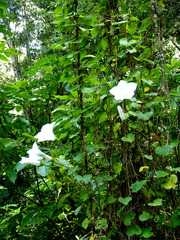 Calystegia tuguriorum