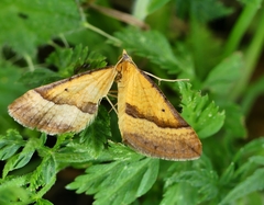 Anachloris subochraria