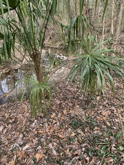 Trachycarpus fortunei