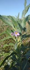 Solanum glaucophyllum