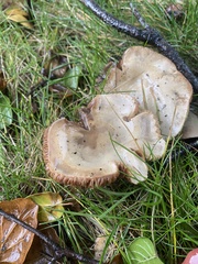 Paxillus cuprinus
