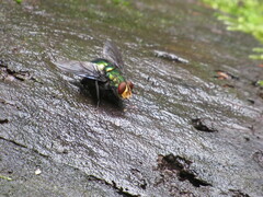 Blepharicnema splendens