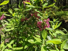 Kalmia