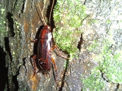 Periplaneta japonica