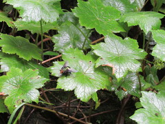 Blepharicnema splendens