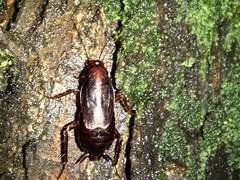 Periplaneta japonica