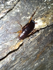 Periplaneta japonica