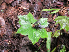Blepharicnema splendens