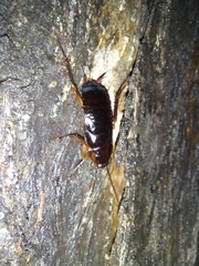 Periplaneta japonica