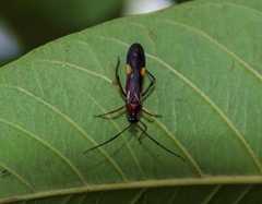 Monalonion schaefferi