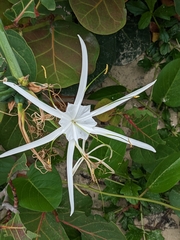 Hymenocallis littoralis
