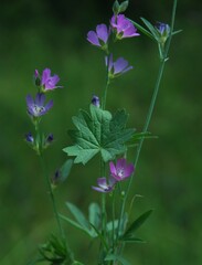 Sidalcea malviflora dolosa
