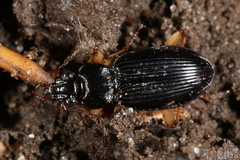 Patrobus longicornis