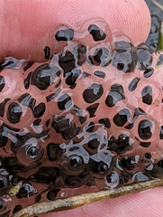 Lithobates sphenocephalus