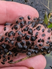 Lithobates sphenocephalus